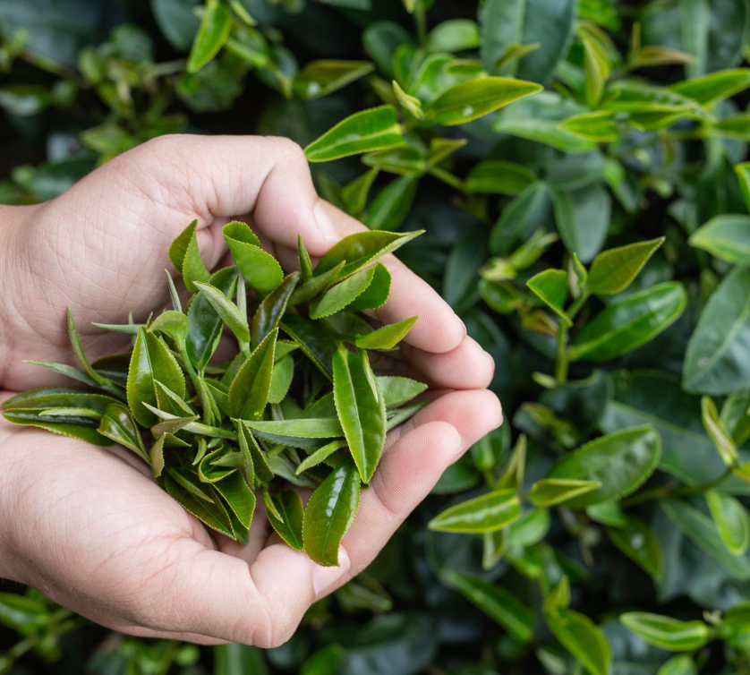 Loose-Leaf Tea: Pure Eastern Botanicals